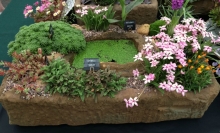 Trough as live mini pond